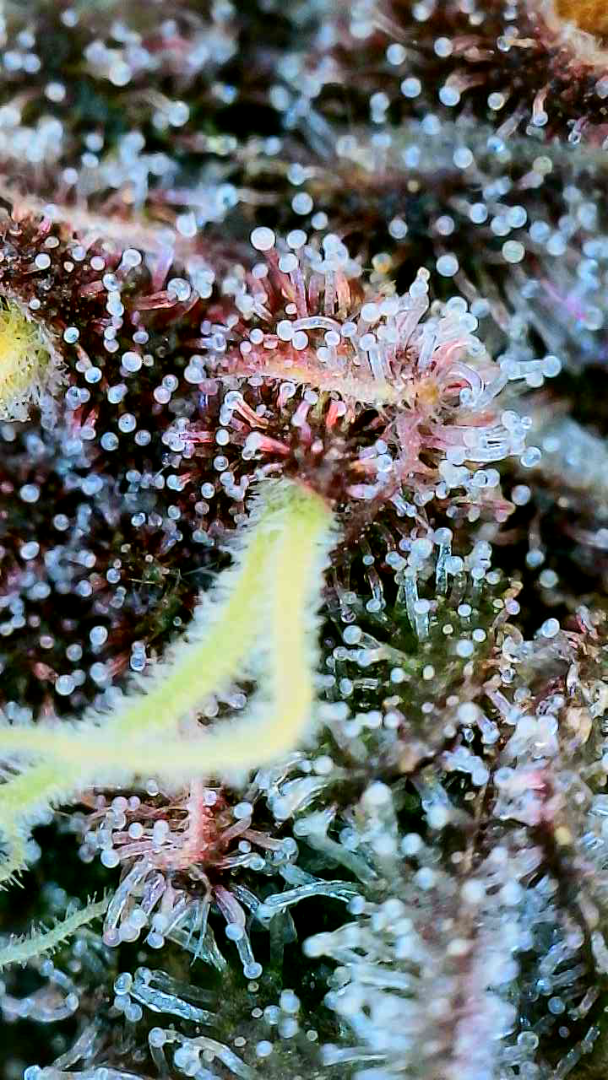 First Selfie Seeds Grow (Blueberry Sugar, Tropical Blueberry, and Sweet Flurry) — journal photo