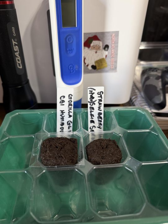 Strawberry Sands-Selfie Seeds/ Gorilla Glue #4 S1-CSI Humboldt/ Chem 91- Notsodog cut via @Jokerman — journal photo