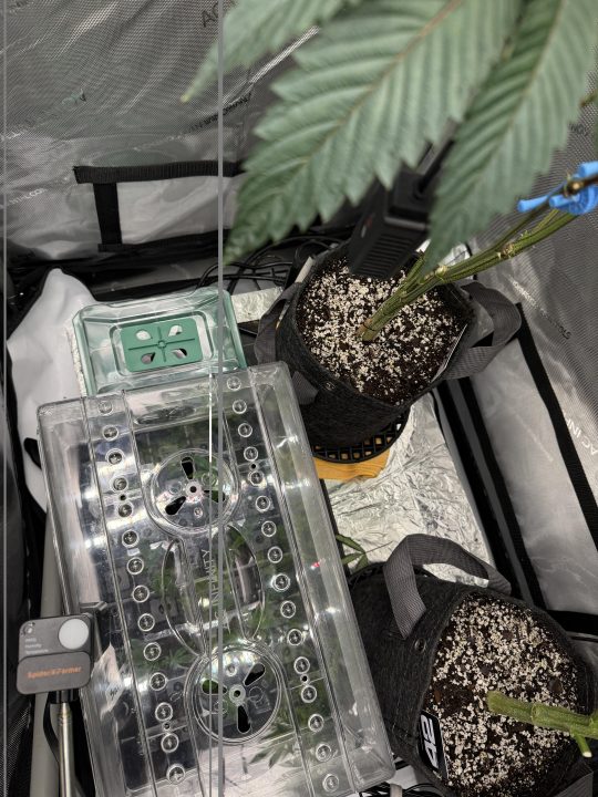 Strawberry Sands-Selfie Seeds/ Gorilla Glue #4 S1-CSI Humboldt/ Chem 91- Notsodog cut via @Jokerman — journal photo