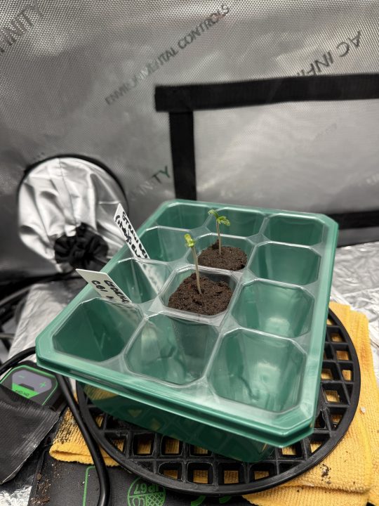 Strawberry Sands-Selfie Seeds/ Gorilla Glue #4 S1-CSI Humboldt/ Chem 91- Notsodog cut via @Jokerman — journal photo