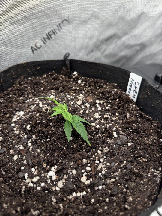 Strawberry Sands-Selfie Seeds/ Gorilla Glue #4 S1-CSI Humboldt/ Chem 91- Notsodog cut via @Jokerman — journal photo
