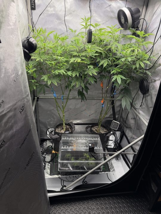 Strawberry Sands-Selfie Seeds/ Gorilla Glue #4 S1-CSI Humboldt/ Chem 91- Notsodog cut via @Jokerman — journal photo