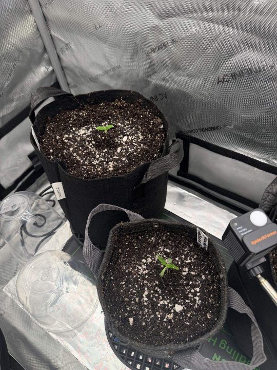 Strawberry Sands-Selfie Seeds/ Gorilla Glue #4 S1-CSI Humboldt/ Chem 91- Notsodog cut via @Jokerman — journal photo