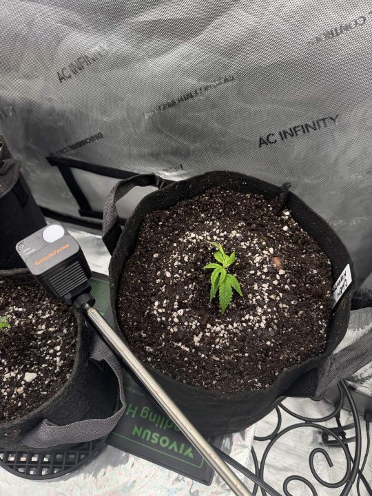Strawberry Sands-Selfie Seeds/ Gorilla Glue #4 S1-CSI Humboldt/ Chem 91- Notsodog cut via @Jokerman — journal photo