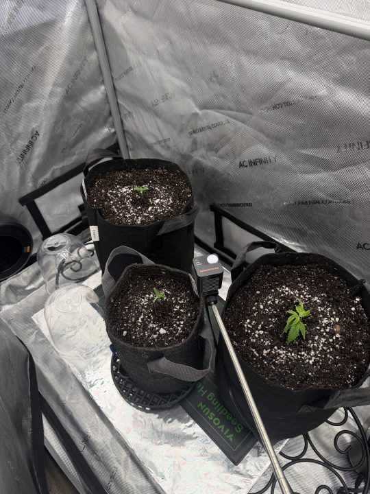 Strawberry Sands-Selfie Seeds/ Gorilla Glue #4 S1-CSI Humboldt/ Chem 91- Notsodog cut via @Jokerman — journal photo