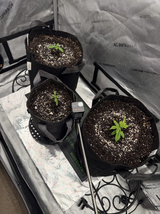 Strawberry Sands-Selfie Seeds/ Gorilla Glue #4 S1-CSI Humboldt/ Chem 91- Notsodog cut via @Jokerman — journal photo