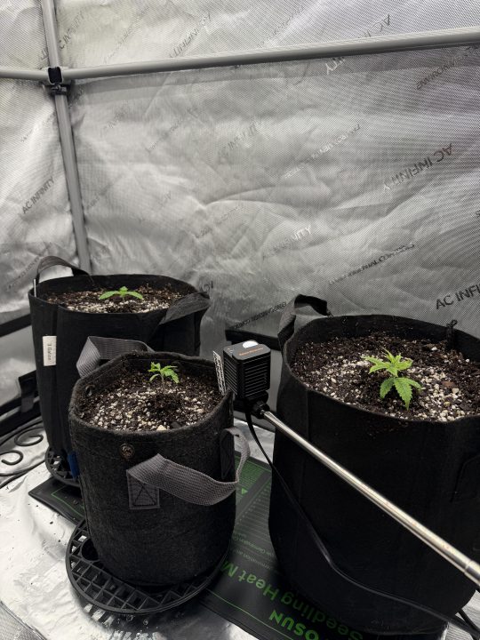 Strawberry Sands-Selfie Seeds/ Gorilla Glue #4 S1-CSI Humboldt/ Chem 91- Notsodog cut via @Jokerman — journal photo