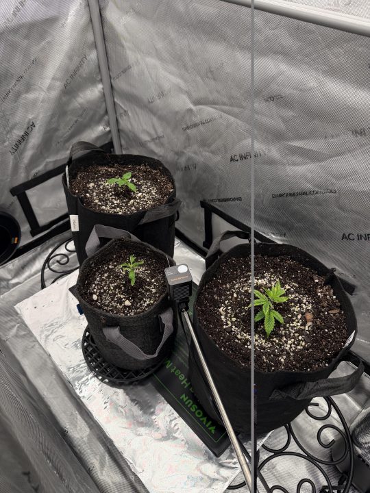 Strawberry Sands-Selfie Seeds/ Gorilla Glue #4 S1-CSI Humboldt/ Chem 91- Notsodog cut via @Jokerman — journal photo