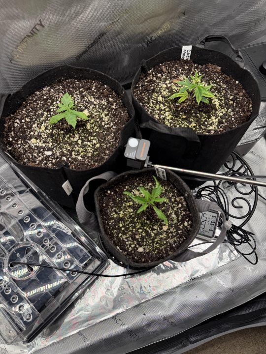Strawberry Sands-Selfie Seeds/ Gorilla Glue #4 S1-CSI Humboldt/ Chem 91- Notsodog cut via @Jokerman — journal photo