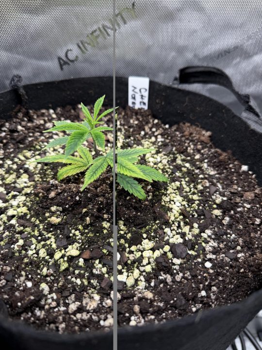 Strawberry Sands-Selfie Seeds/ Gorilla Glue #4 S1-CSI Humboldt/ Chem 91- Notsodog cut via @Jokerman — journal photo