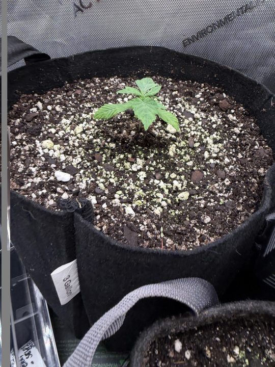 Strawberry Sands-Selfie Seeds/ Gorilla Glue #4 S1-CSI Humboldt/ Chem 91- Notsodog cut via @Jokerman — journal photo