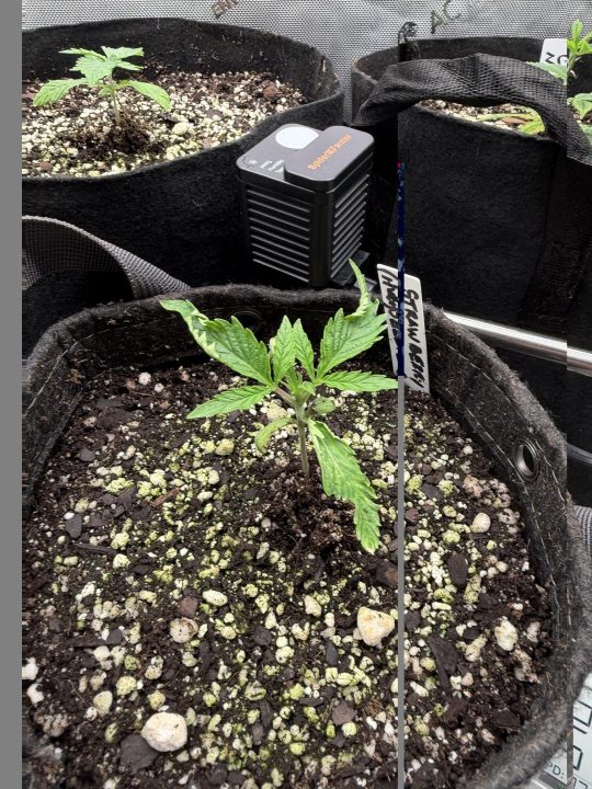 Strawberry Sands-Selfie Seeds/ Gorilla Glue #4 S1-CSI Humboldt/ Chem 91- Notsodog cut via @Jokerman — journal photo