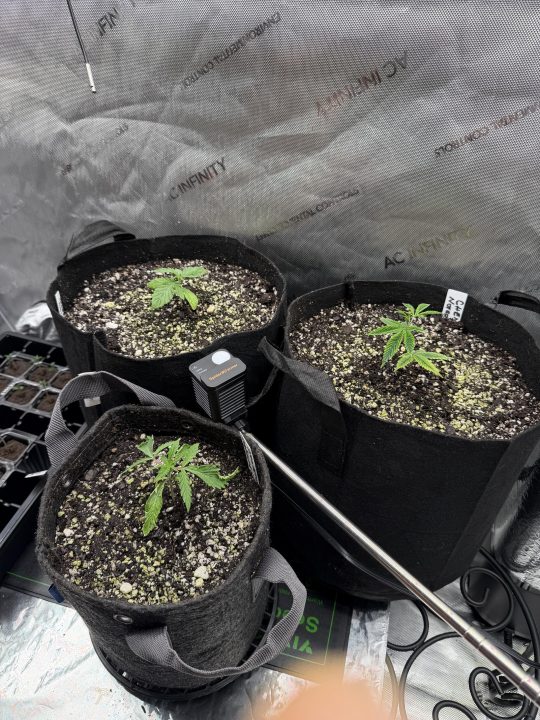 Strawberry Sands-Selfie Seeds/ Gorilla Glue #4 S1-CSI Humboldt/ Chem 91- Notsodog cut via @Jokerman — journal photo