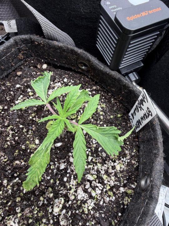 Strawberry Sands-Selfie Seeds/ Gorilla Glue #4 S1-CSI Humboldt/ Chem 91- Notsodog cut via @Jokerman — journal photo