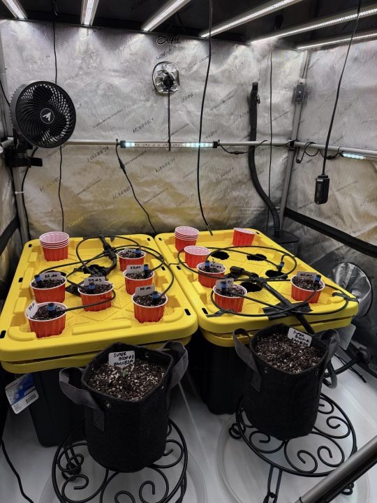 Strawberry Sands-Selfie Seeds/ Gorilla Glue #4 S1-CSI Humboldt/ Chem 91- Notsodog cut via @Jokerman — journal photo