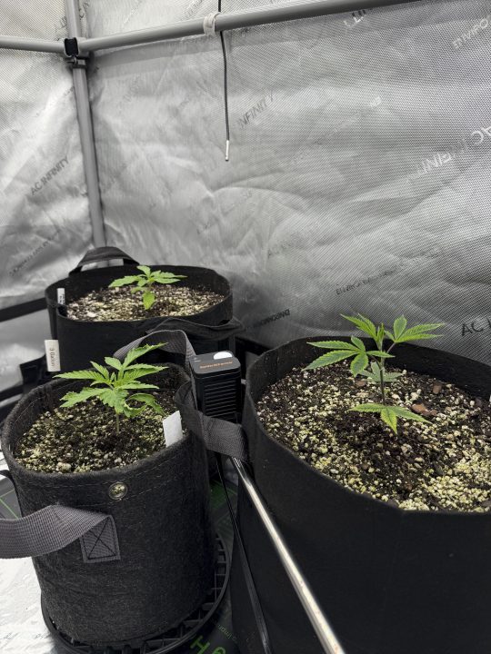 Strawberry Sands-Selfie Seeds/ Gorilla Glue #4 S1-CSI Humboldt/ Chem 91- Notsodog cut via @Jokerman — journal photo