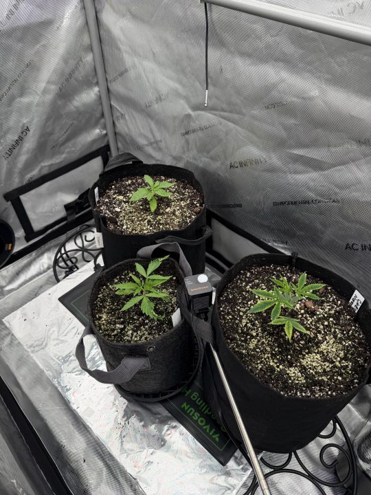 Strawberry Sands-Selfie Seeds/ Gorilla Glue #4 S1-CSI Humboldt/ Chem 91- Notsodog cut via @Jokerman — journal photo