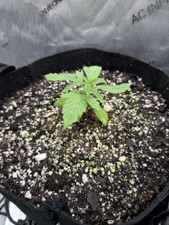Strawberry Sands-Selfie Seeds/ Gorilla Glue #4 S1-CSI Humboldt/ Chem 91- Notsodog cut via @Jokerman — journal photo