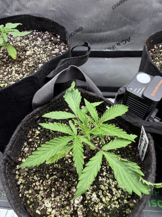 Strawberry Sands-Selfie Seeds/ Gorilla Glue #4 S1-CSI Humboldt/ Chem 91- Notsodog cut via @Jokerman — journal photo
