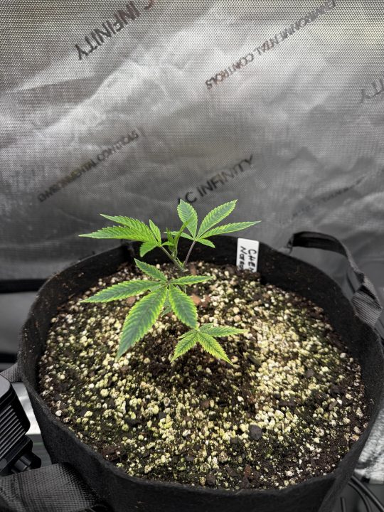 Strawberry Sands-Selfie Seeds/ Gorilla Glue #4 S1-CSI Humboldt/ Chem 91- Notsodog cut via @Jokerman — journal photo