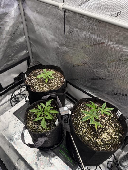 Strawberry Sands-Selfie Seeds/ Gorilla Glue #4 S1-CSI Humboldt/ Chem 91- Notsodog cut via @Jokerman — journal photo