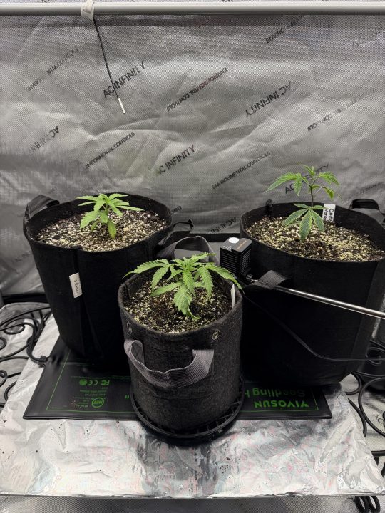 Strawberry Sands-Selfie Seeds/ Gorilla Glue #4 S1-CSI Humboldt/ Chem 91- Notsodog cut via @Jokerman — journal photo