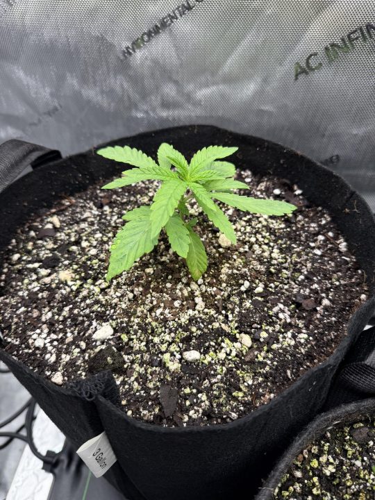 Strawberry Sands-Selfie Seeds/ Gorilla Glue #4 S1-CSI Humboldt/ Chem 91- Notsodog cut via @Jokerman — journal photo