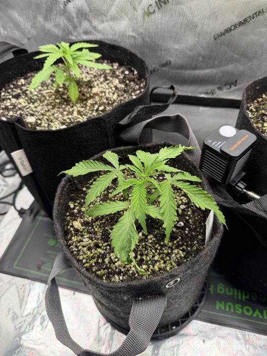 Strawberry Sands-Selfie Seeds/ Gorilla Glue #4 S1-CSI Humboldt/ Chem 91- Notsodog cut via @Jokerman — journal photo