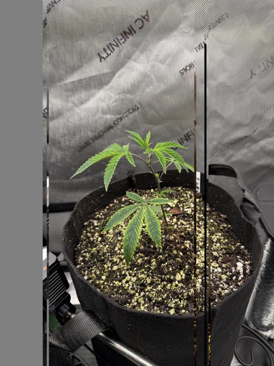 Strawberry Sands-Selfie Seeds/ Gorilla Glue #4 S1-CSI Humboldt/ Chem 91- Notsodog cut via @Jokerman — journal photo