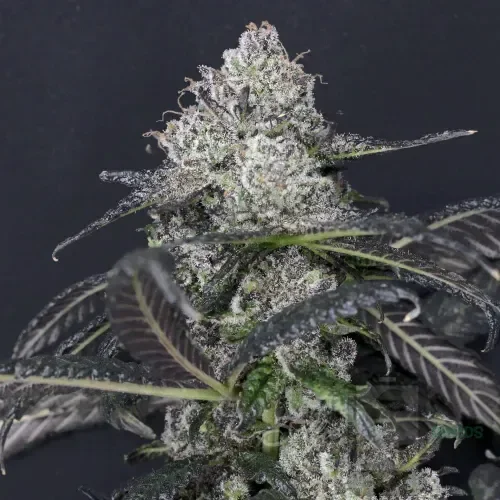 White Wedding, Blueberry Sugar, PURPLE BERRY, Sweet Flurry (Selfie Seeds), GWM — journal photo