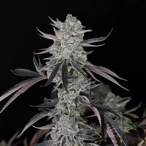 White Wedding, Blueberry Sugar, PURPLE BERRY, Sweet Flurry (Selfie Seeds), GWM — journal photo