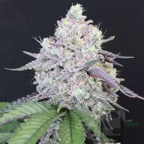 White Wedding, Blueberry Sugar, PURPLE BERRY, Sweet Flurry (Selfie Seeds), GWM — journal photo
