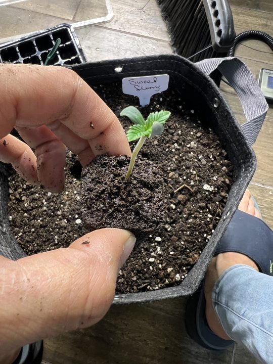 White Wedding, Blueberry Sugar, PURPLE BERRY, Sweet Flurry (Selfie Seeds), GWM — journal photo