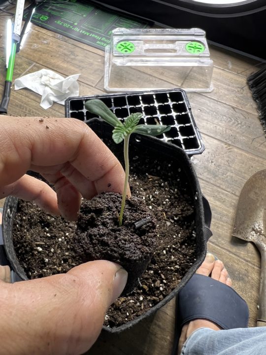 White Wedding, Blueberry Sugar, PURPLE BERRY, Sweet Flurry (Selfie Seeds), GWM — journal photo