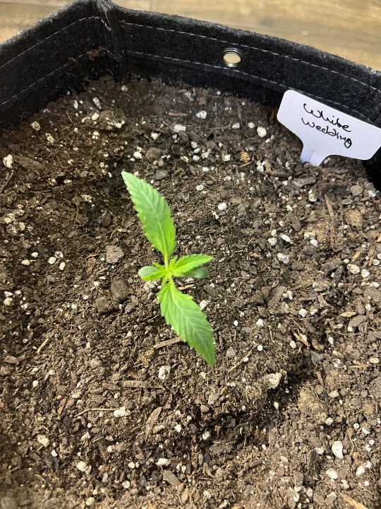 White Wedding, Blueberry Sugar, PURPLE BERRY, Sweet Flurry (Selfie Seeds), GWM — journal photo