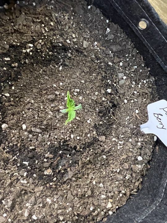 White Wedding, Blueberry Sugar, PURPLE BERRY, Sweet Flurry (Selfie Seeds), GWM — journal photo