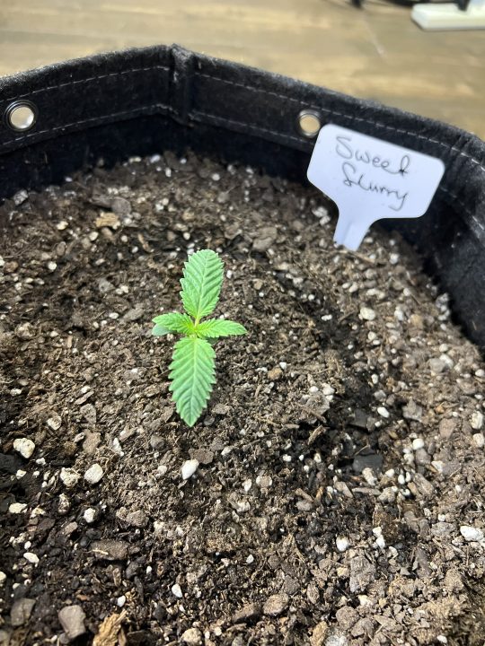 White Wedding, Blueberry Sugar, PURPLE BERRY, Sweet Flurry (Selfie Seeds), GWM — journal photo