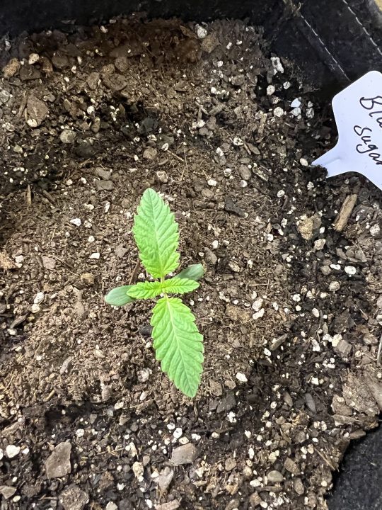 White Wedding, Blueberry Sugar, PURPLE BERRY, Sweet Flurry (Selfie Seeds), GWM — journal photo