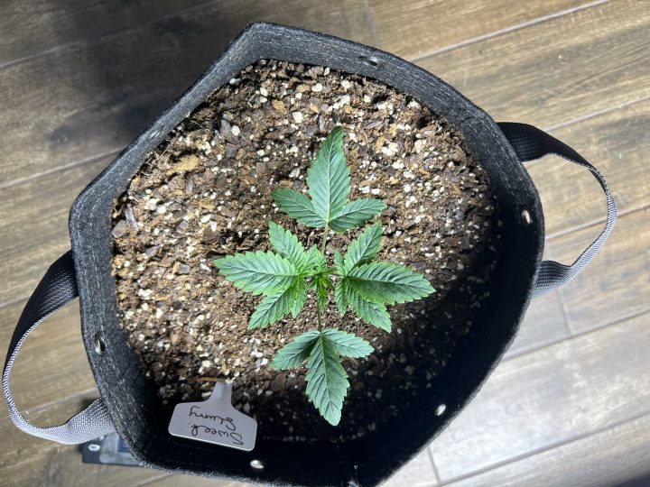 White Wedding, Blueberry Sugar, PURPLE BERRY, Sweet Flurry (Selfie Seeds), GWM — journal photo