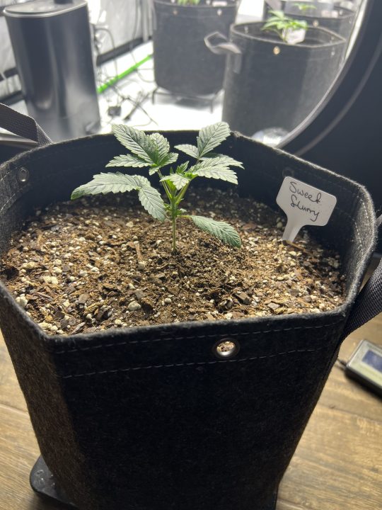 White Wedding, Blueberry Sugar, PURPLE BERRY, Sweet Flurry (Selfie Seeds), GWM — journal photo