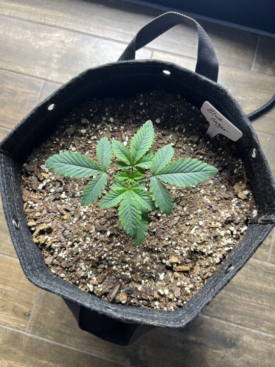 White Wedding, Blueberry Sugar, PURPLE BERRY, Sweet Flurry (Selfie Seeds), GWM — journal photo