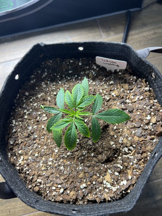 White Wedding, Blueberry Sugar, PURPLE BERRY, Sweet Flurry (Selfie Seeds), GWM — journal photo