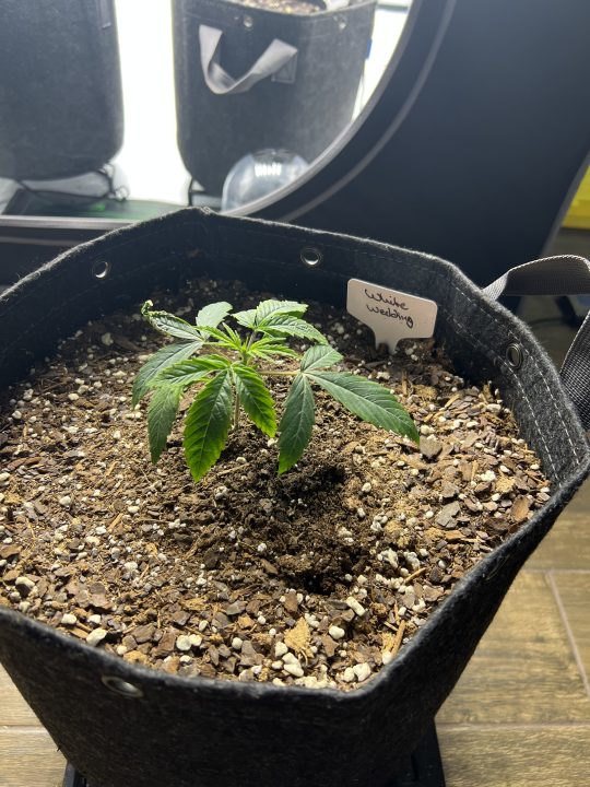 White Wedding, Blueberry Sugar, PURPLE BERRY, Sweet Flurry (Selfie Seeds), GWM — journal photo