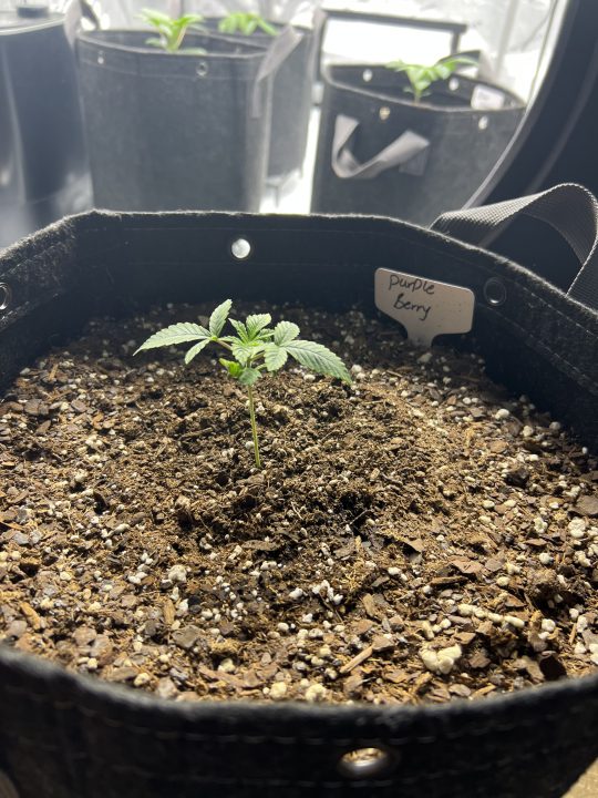 White Wedding, Blueberry Sugar, PURPLE BERRY, Sweet Flurry (Selfie Seeds), GWM — journal photo