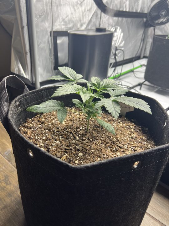 White Wedding, Blueberry Sugar, PURPLE BERRY, Sweet Flurry (Selfie Seeds), GWM — journal photo