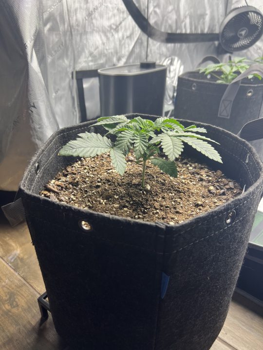 White Wedding, Blueberry Sugar, PURPLE BERRY, Sweet Flurry (Selfie Seeds), GWM — journal photo
