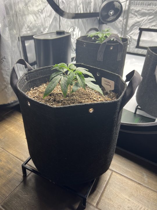 White Wedding, Blueberry Sugar, PURPLE BERRY, Sweet Flurry (Selfie Seeds), GWM — journal photo