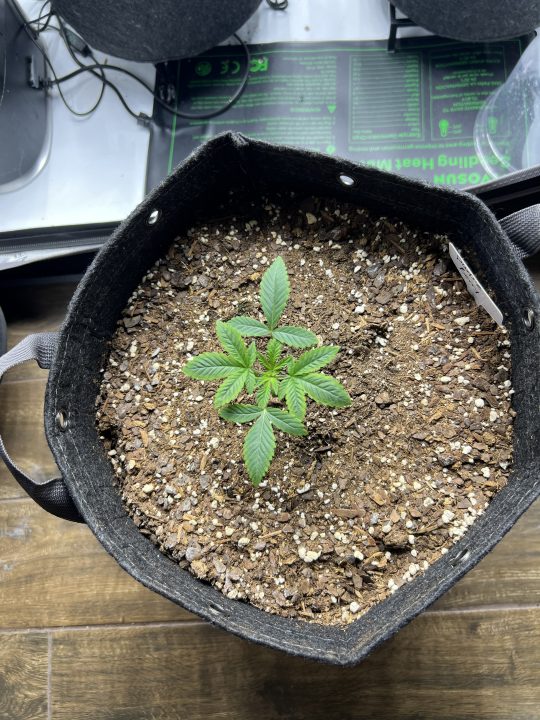 White Wedding, Blueberry Sugar, PURPLE BERRY, Sweet Flurry (Selfie Seeds), GWM — journal photo