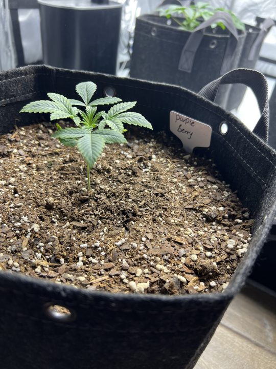 White Wedding, Blueberry Sugar, PURPLE BERRY, Sweet Flurry (Selfie Seeds), GWM — journal photo