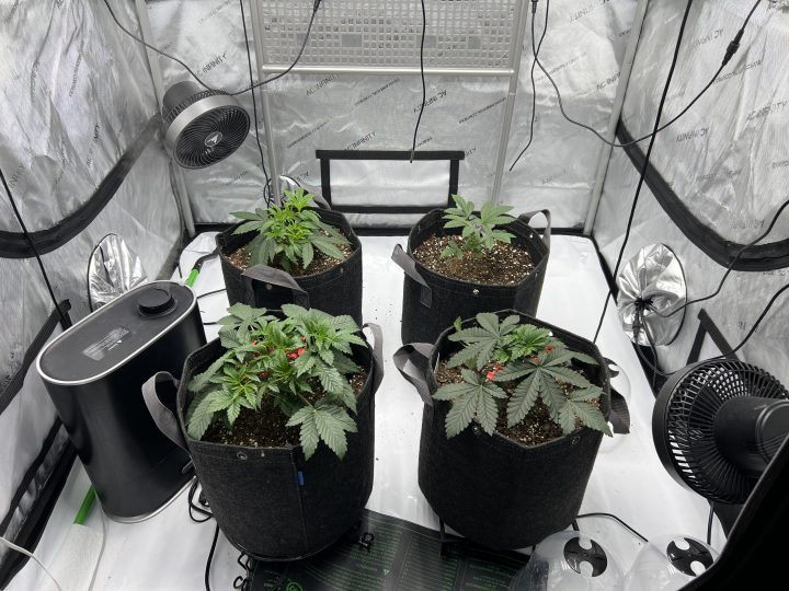 White Wedding, Blueberry Sugar, PURPLE BERRY, Sweet Flurry (Selfie Seeds), GWM — journal photo